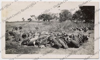 ref: D/DLI 7/142/203