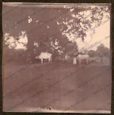 ref: D/DLI 7/270/1(53)