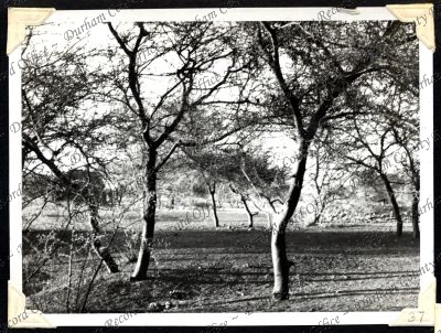 ref: D/DLI 7/301/1(37)