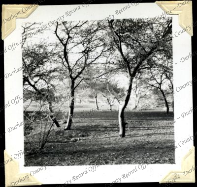 ref: D/DLI 7/301/2(31)