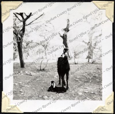 ref: D/DLI 7/301/2(32)