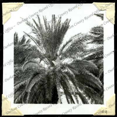 ref: D/DLI 7/301/2(49)