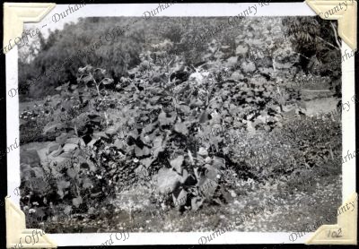 ref: D/DLI 7/301/2(102)