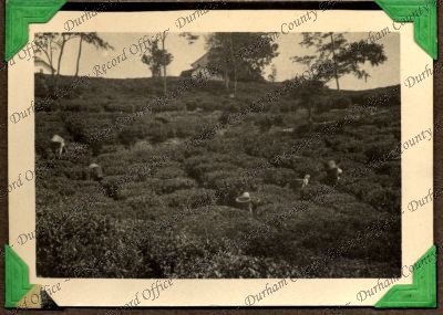 ref: D/DLI 7/449/2(99)