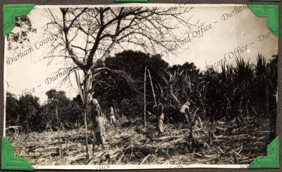 ref: D/DLI 7/449/2(152)