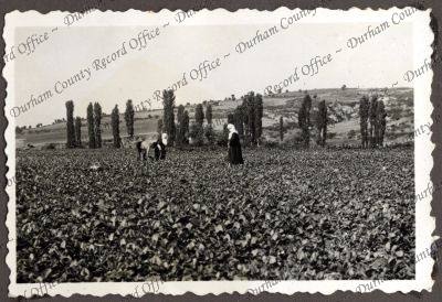 ref: D/DLI 7/534/3(8)