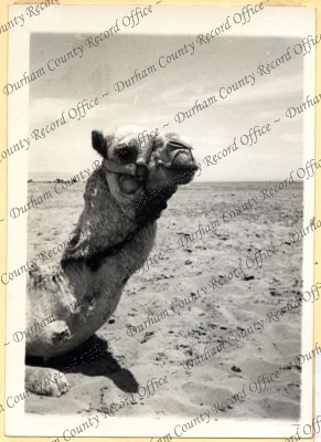 ref: D/DLI 7/534/4(23)