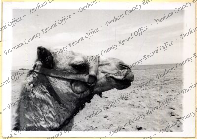 ref: D/DLI 7/534/4(24)