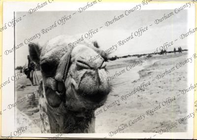 ref: D/DLI 7/534/4(25)