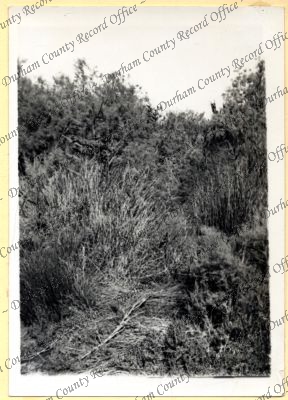 ref: D/DLI 7/534/4(109)