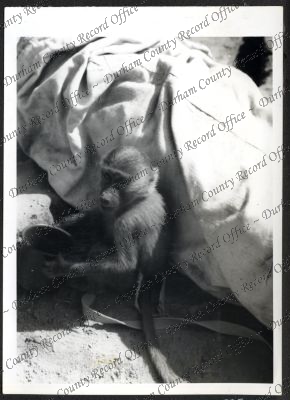 ref: D/DLI 7/534/9(25)