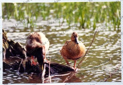 ref: D/DLI 7/534/15(38)