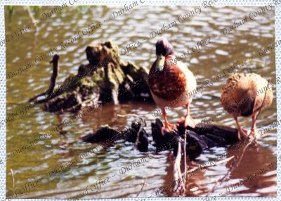 ref: D/DLI 7/534/15(39)