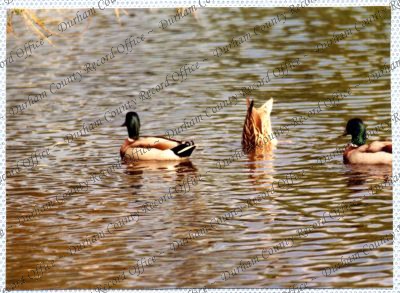 ref: D/DLI 7/534/15(41)