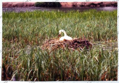 ref: D/DLI 7/534/15(42)