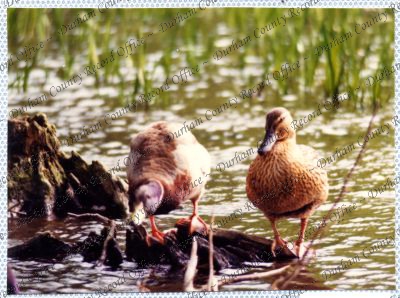 ref: D/DLI 7/534/15(44)