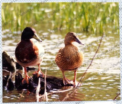 ref: D/DLI 7/534/15(45)