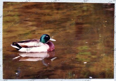 ref: D/DLI 7/534/15(48)