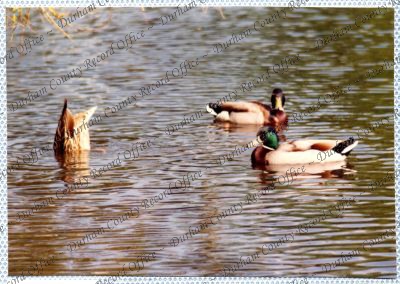 ref: D/DLI 7/534/15(49)