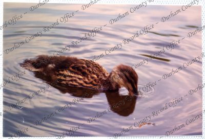 ref: D/DLI 7/534/15(50)