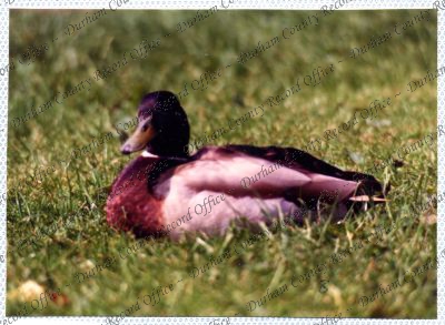 ref: D/DLI 7/534/15(51)