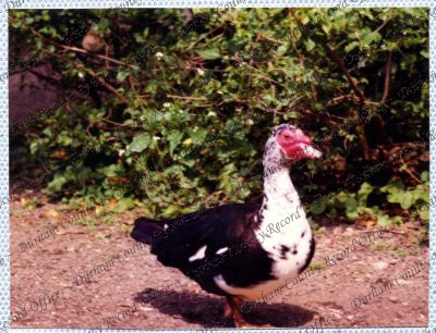 ref: D/DLI 7/534/15(58)