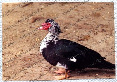 ref: D/DLI 7/534/15(59)