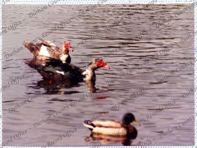 ref: D/DLI 7/534/15(60)