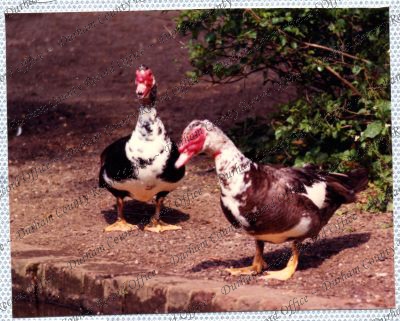 ref: D/DLI 7/534/15(61)