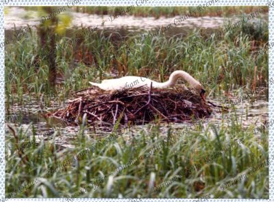 ref: D/DLI 7/534/15(73)