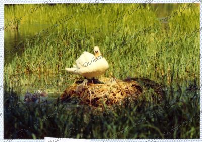 ref: D/DLI 7/534/15(74)