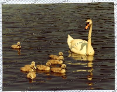 ref: D/DLI 7/534/15(77)