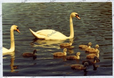 ref: D/DLI 7/534/15(78)