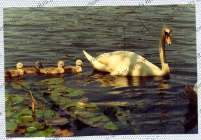 ref: D/DLI 7/534/15(79)