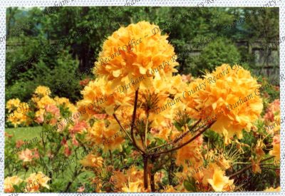 ref: D/DLI 7/534/15(81)