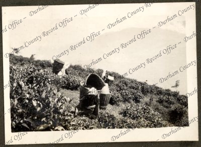 ref: D/DLI 7/584/1(100)