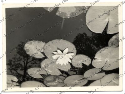 ref: D/DLI 7/616/232