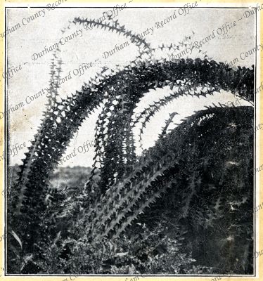 ref: D/DLI 7/731/35(15)