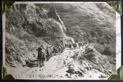 ref: D/DLI 7/882/1(137)