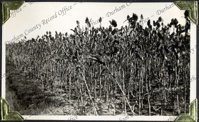 ref: D/DLI 7/882/1(165)