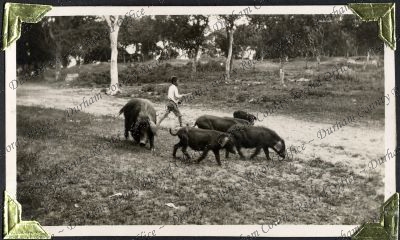 ref: D/DLI 7/882/1(203)