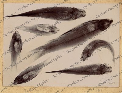 ref: D/DLI 7/898/1(96)