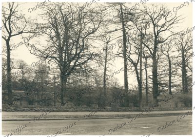 Photograph of trees on the site of the n... Photograph of trees on the site of the n...