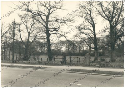 Photograph of trees on the site of the n... Photograph of trees on the site of the n...