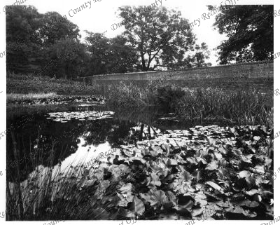 Photograph of lily pond, Aykley Heads, J... Photograph of lily pond, Aykley Heads, J...