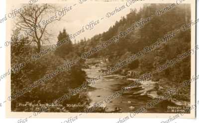 Postcard photograph of Pine Wood by Tees... Postcard photograph of Pine Wood by Tees...