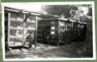Photograph of a chicken brooder for day old chicks, possibly taken in South Africa, c.1941