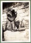 Photograph of a dog in a gas mask, captioned Our Boston bull dog Peking [25], 1939
