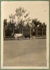 Photograph of a man with two cows, captioned A Sikh takes his pets for a stroll [38], c.1939