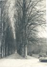 Photograph of a road lined with trees [near Belsen concentration camp, Germany], n.d., [April - May 1945]